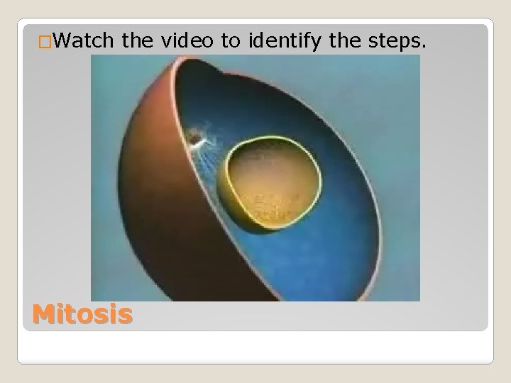 �Watch the video to identify the steps. Mitosis 