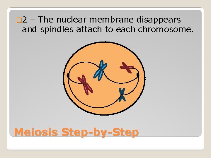 � 2 – The nuclear membrane disappears and spindles attach to each chromosome. Meiosis