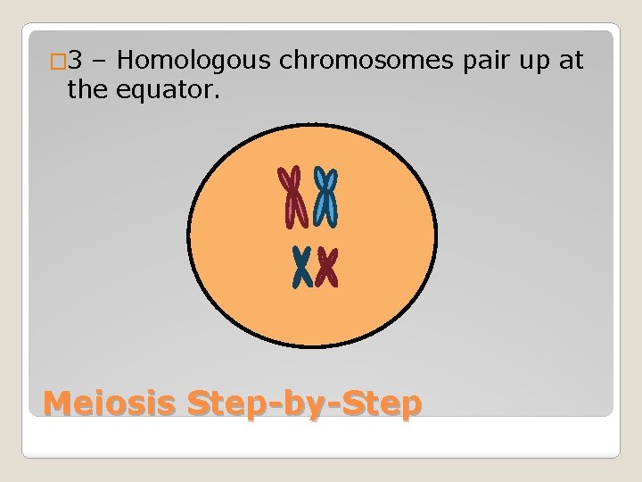 � 3 – Homologous chromosomes pair up at the equator. Meiosis Step-by-Step 