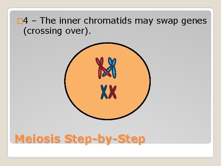 � 4 – The inner chromatids may swap genes (crossing over). Meiosis Step-by-Step 