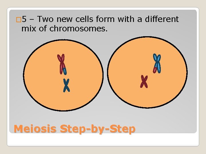 � 5 – Two new cells form with a different mix of chromosomes. Meiosis