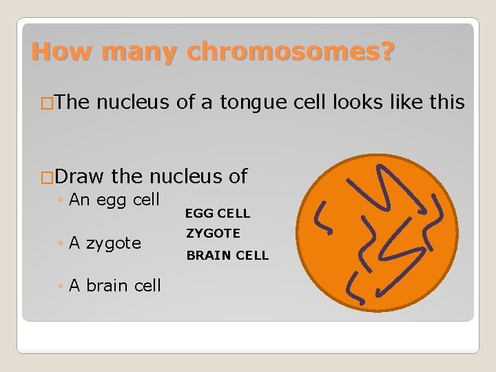 How many chromosomes? �The nucleus of a tongue cell looks like this �Draw the