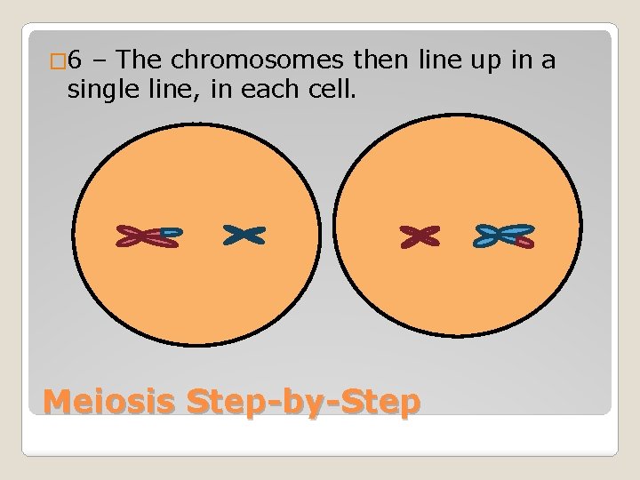 � 6 – The chromosomes then line up in a single line, in each