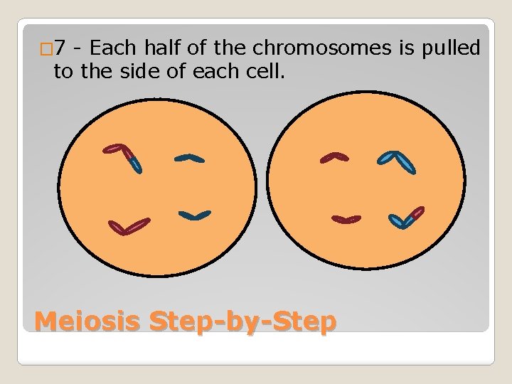 � 7 - Each half of the chromosomes is pulled to the side of