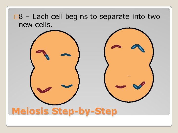 � 8 – Each cell begins to separate into two new cells. Meiosis Step-by-Step