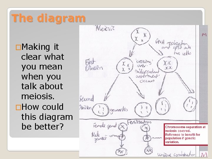 The diagram �Making it clear what you mean when you talk about meiosis. �How