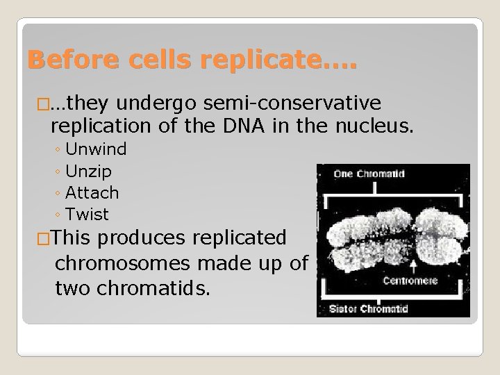 Before cells replicate…. �…they undergo semi-conservative replication of the DNA in the nucleus. ◦
