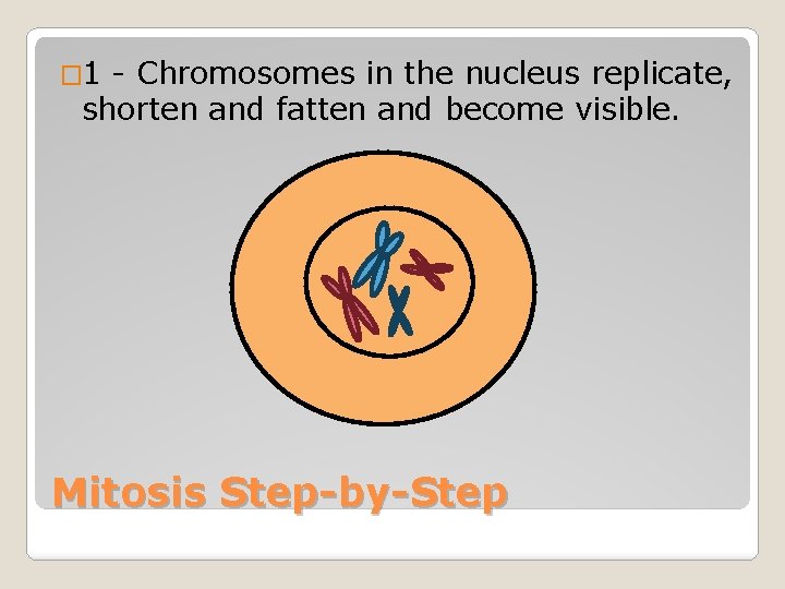 � 1 - Chromosomes in the nucleus replicate, shorten and fatten and become visible.