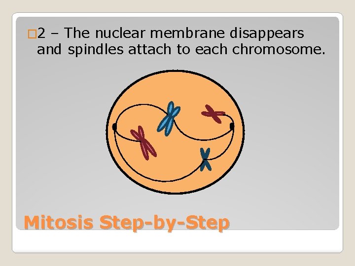 � 2 – The nuclear membrane disappears and spindles attach to each chromosome. Mitosis