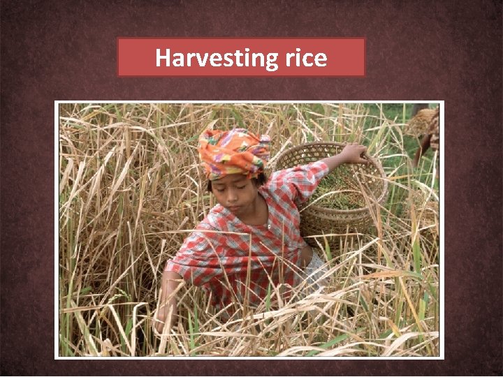 Harvesting rice 