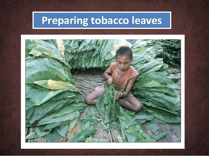 Preparing tobacco leaves 