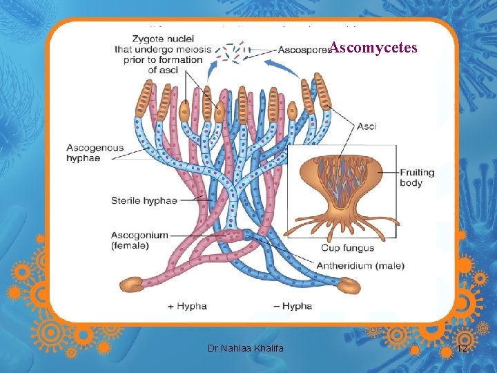 Ascomycetes Dr. Nahlaa Khalifa 12 