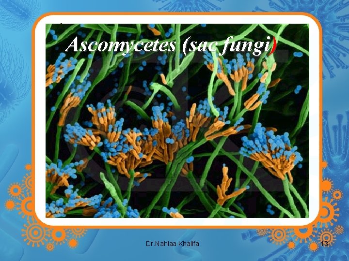 Ascomycetes (sac fungi) Dr. Nahlaa Khalifa 13 