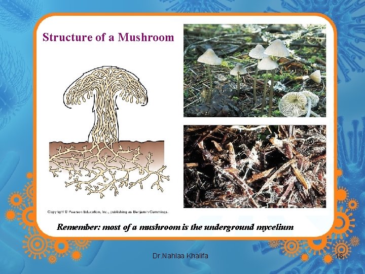 Structure of a Mushroom Remember: most of a mushroom is the underground mycelium Dr.
