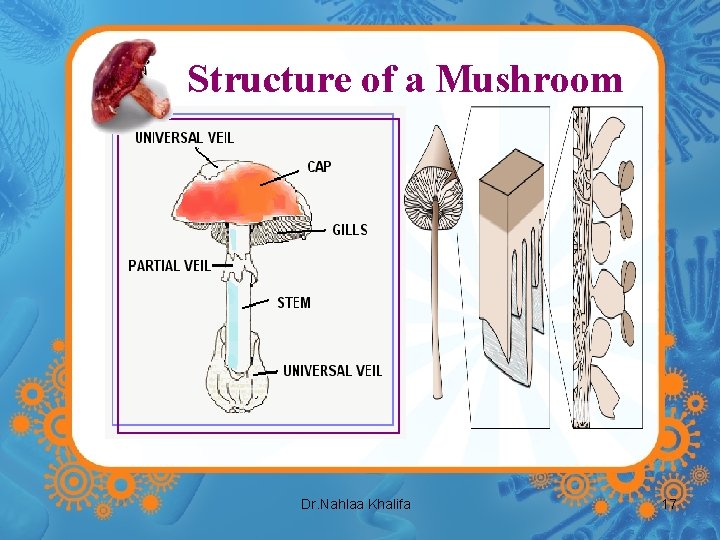 Structure of a Mushroom Dr. Nahlaa Khalifa 17 