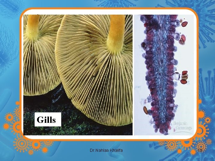 Gills Dr. Nahlaa Khalifa 19 