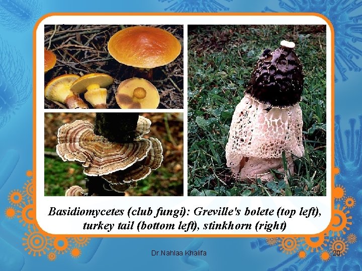 Basidiomycetes (club fungi): Greville's bolete (top left), turkey tail (bottom left), stinkhorn (right) Dr.