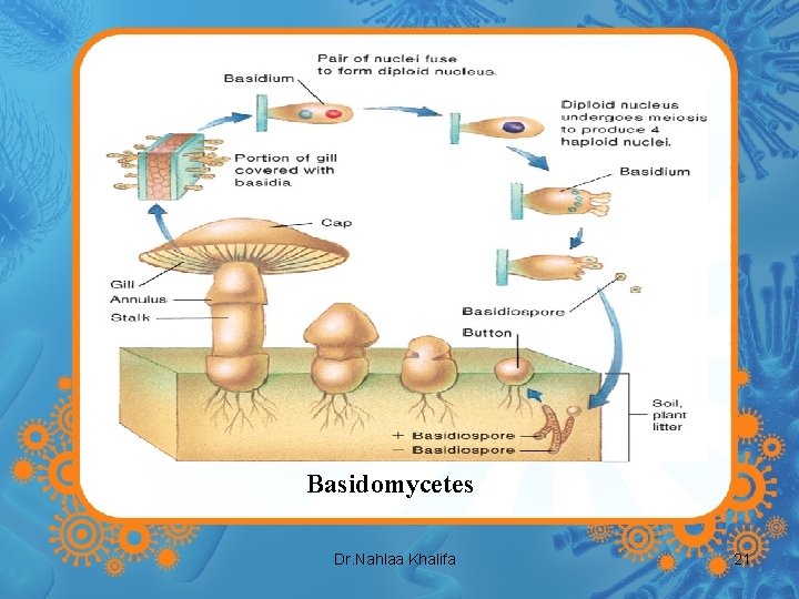 Basidomycetes Dr. Nahlaa Khalifa 21 