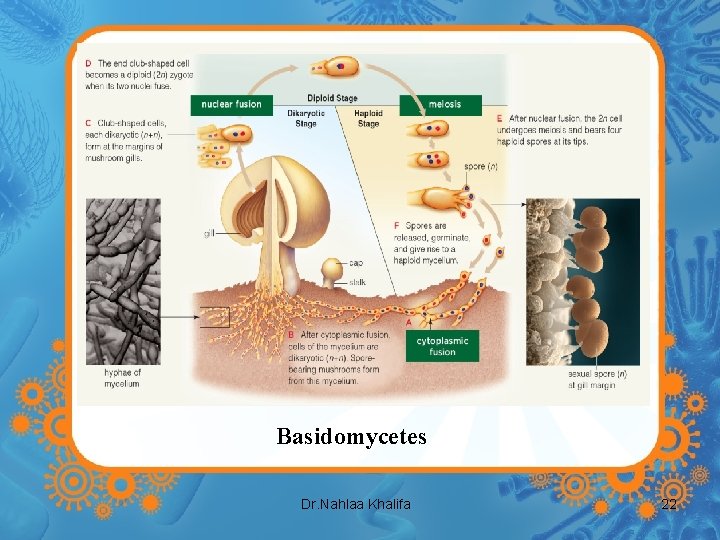 Basidomycetes Dr. Nahlaa Khalifa 22 