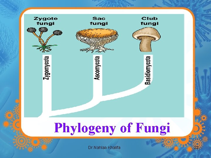 Phylogeny of Fungi Dr. Nahlaa Khalifa 23 