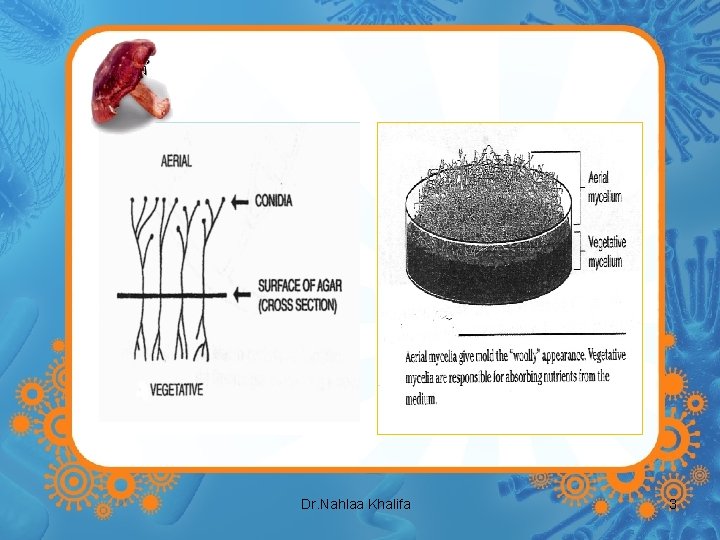 Dr. Nahlaa Khalifa 3 
