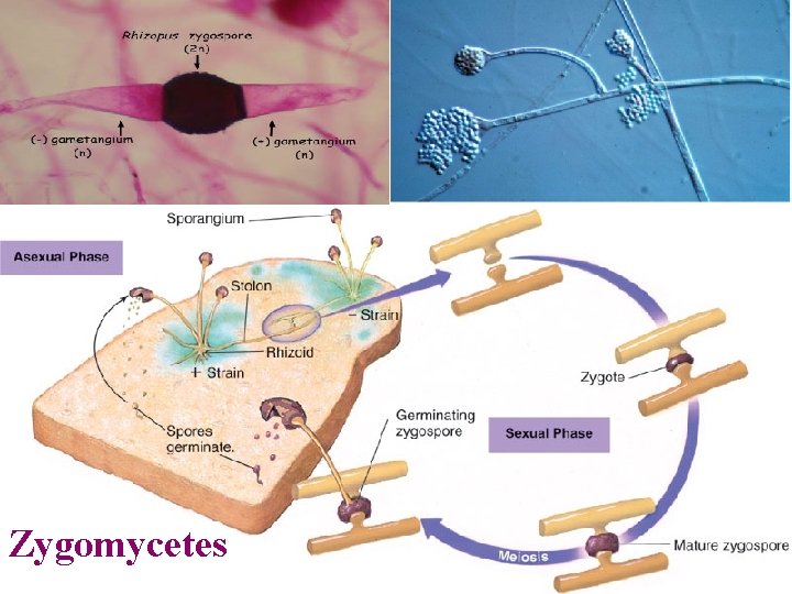 Zygomycetes Dr. Nahlaa Khalifa 8 