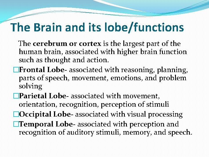 The Brain and its lobe/functions The cerebrum or cortex is the largest part of