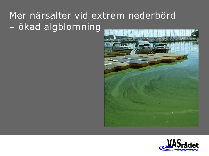 Mer närsalter vid extrem nederbörd – ökad algblomning 