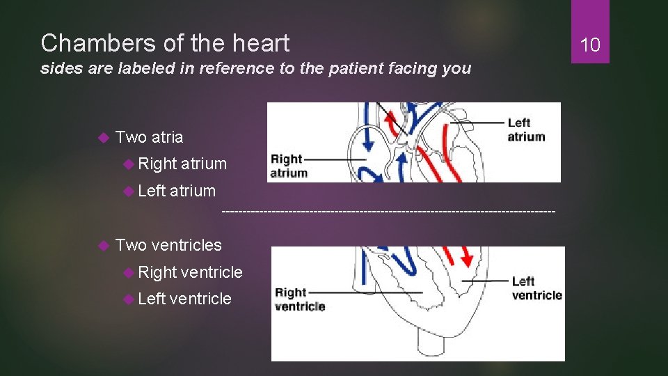 Chambers of the heart sides are labeled in reference to the patient facing you