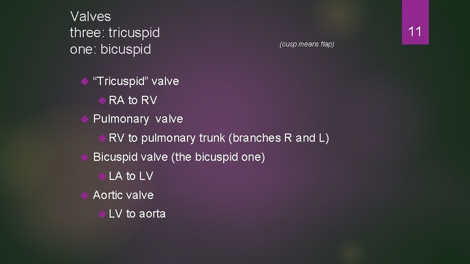 Valves three: tricuspid one: bicuspid 11 (cusp means flap) “Tricuspid” valve RA to RV