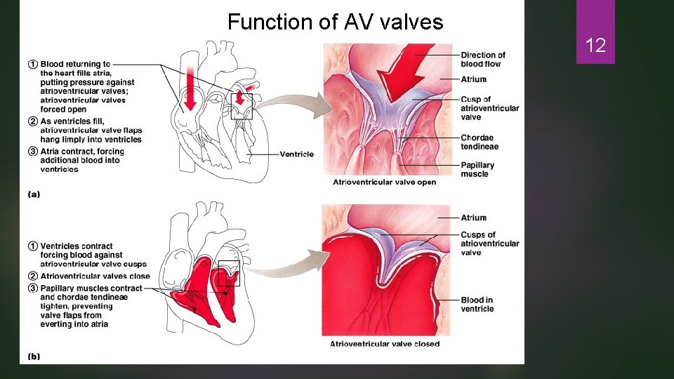 Function of AV valves 12 