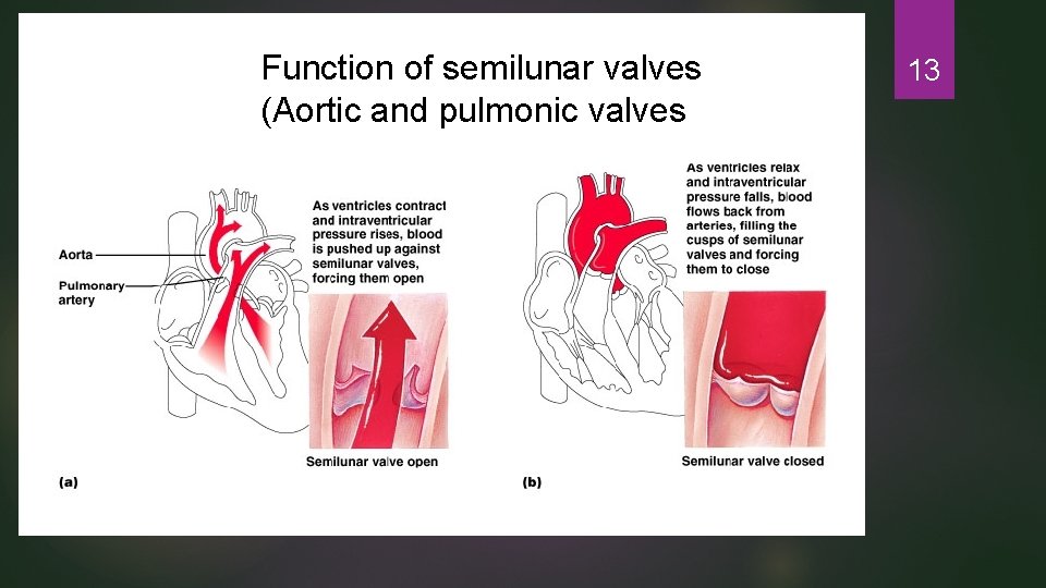 Function of semilunar valves (Aortic and pulmonic valves) 13 