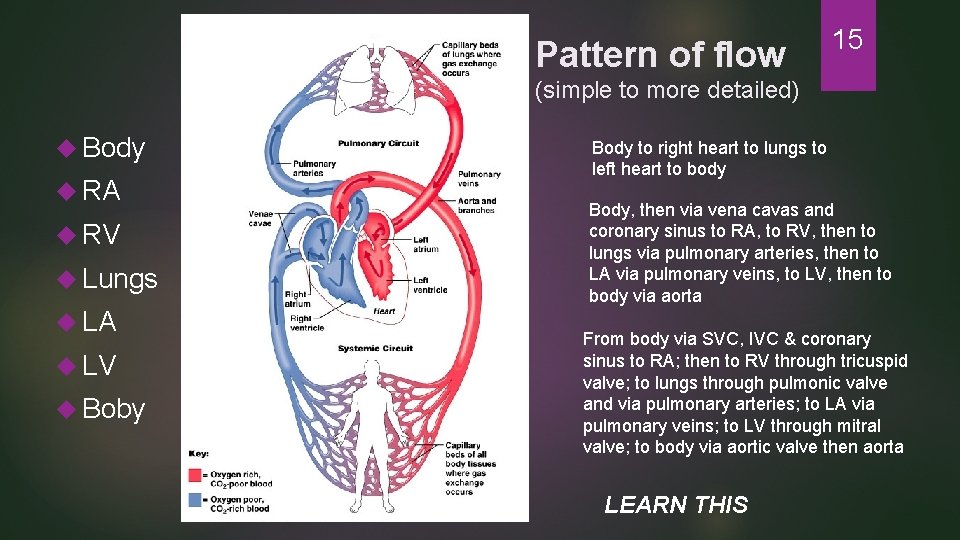 Pattern of flow 15 (simple to more detailed) Body RA RV Lungs LA LV