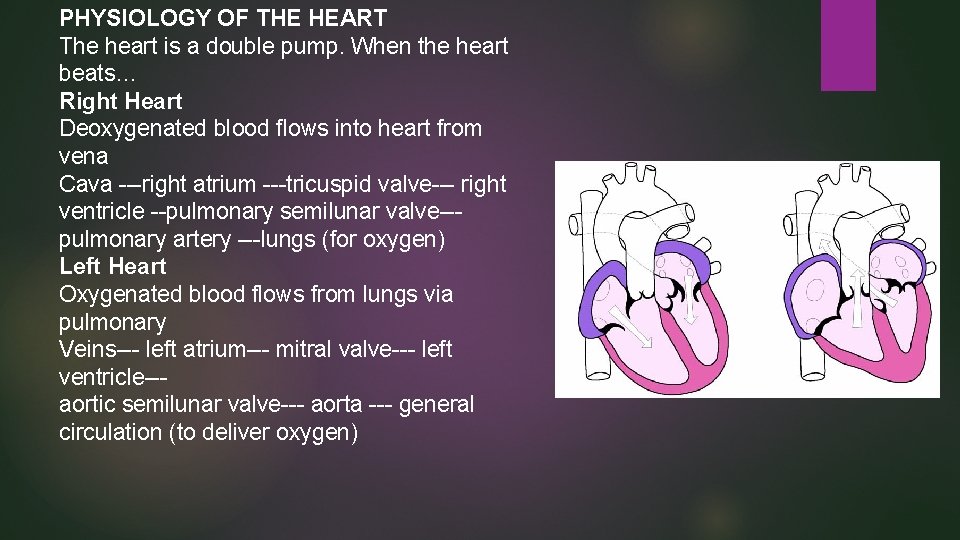 PHYSIOLOGY OF THE HEART The heart is a double pump. When the heart beats…