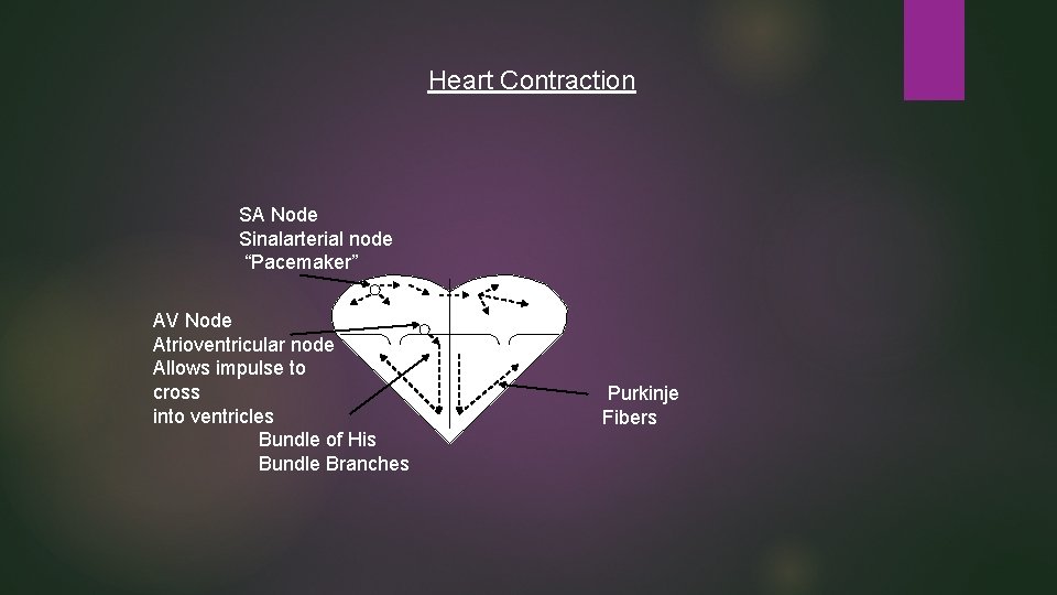 Heart Contraction SA Node Sinalarterial node “Pacemaker” AV Node Atrioventricular node Allows impulse to