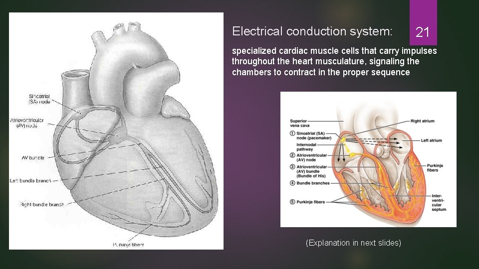 Electrical conduction system: 21 specialized cardiac muscle cells that carry impulses throughout the heart