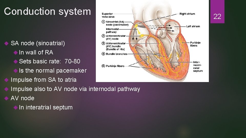 Conduction system SA node (sinoatrial) In wall of RA Sets basic rate: 70 -80