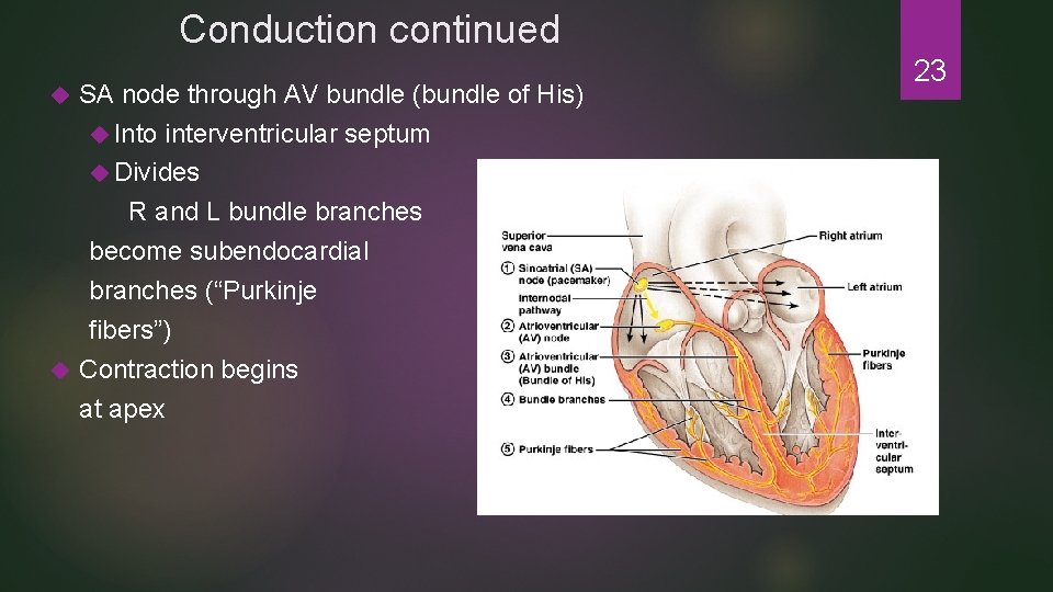 Conduction continued SA node through AV bundle (bundle of His) Into interventricular septum Divides