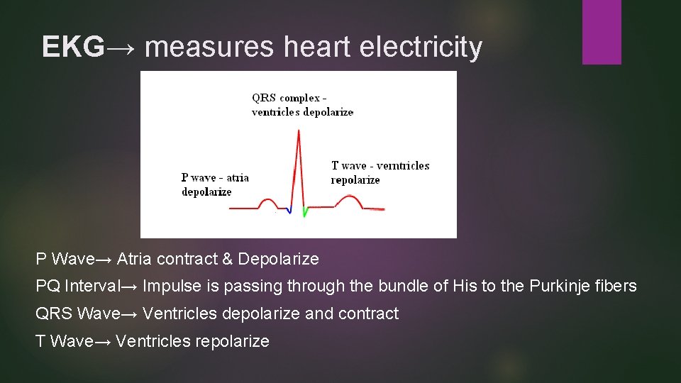 EKG→ measures heart electricity P Wave→ Atria contract & Depolarize PQ Interval→ Impulse is