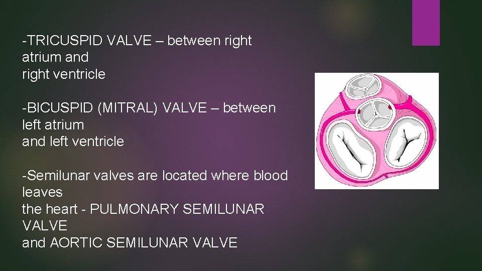 -TRICUSPID VALVE – between right atrium and right ventricle -BICUSPID (MITRAL) VALVE – between