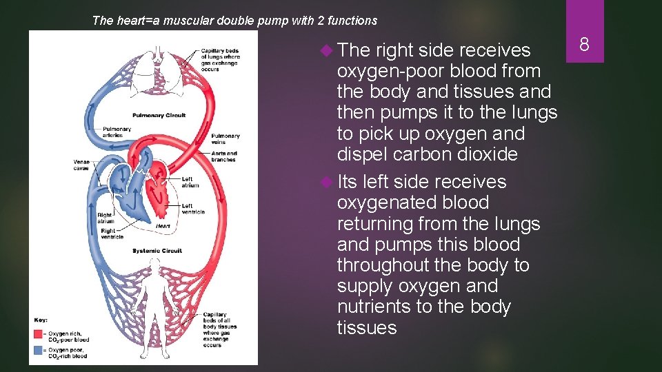 The heart=a muscular double pump with 2 functions The right side receives oxygen-poor blood