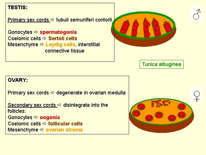 TESTIS: ♂ Primary sex cords tubuli semuniferi contorti Gonocytes spermatogonia Coelomic cells Sertoli cells