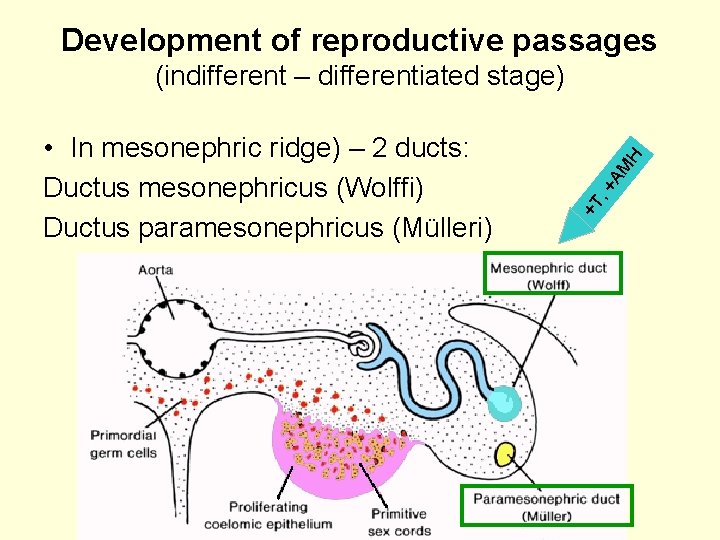 Development of reproductive passages AM , + +T • In mesonephric ridge) – 2