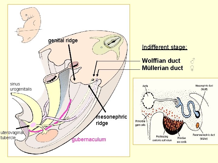 genital ridge Indifferent stage: Wolffian duct ♂ Müllerian duct ♀ sinus urogenitalis mesonephric ridge