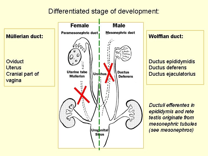 Differentiated stage of development: Müllerian duct: Wolffian duct: Oviduct Uterus Cranial part of vagina