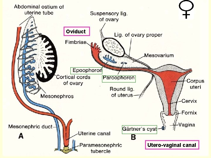 Oviduct Utero-vaginal canal 
