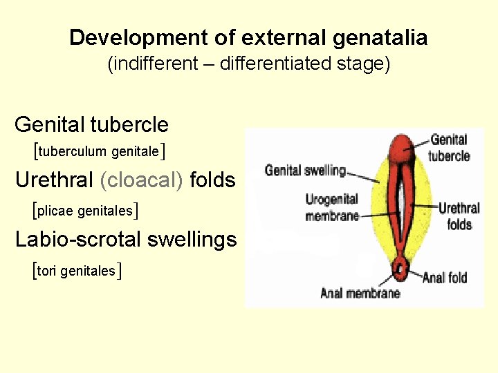 Development of external genatalia (indifferent – differentiated stage) Genital tubercle [tuberculum genitale Urethral (cloacal)