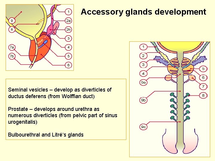 Accessory glands development Seminal vesicles – develop as diverticles of ductus deferens (from Wolffian
