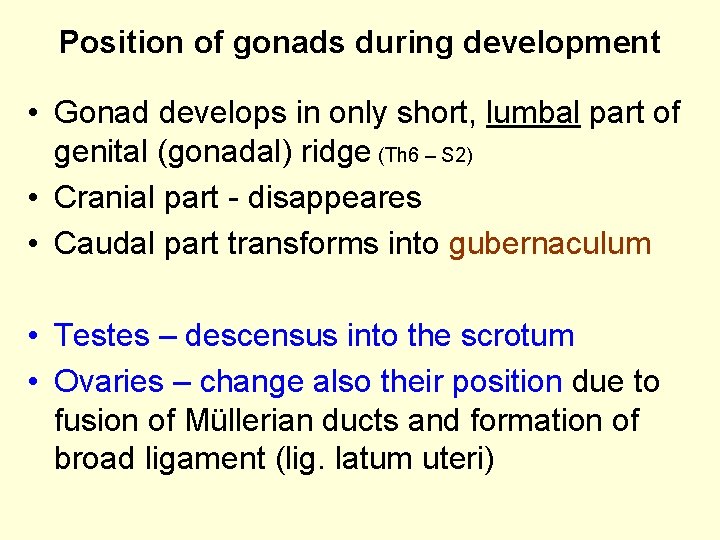Position of gonads during development • Gonad develops in only short, lumbal part of