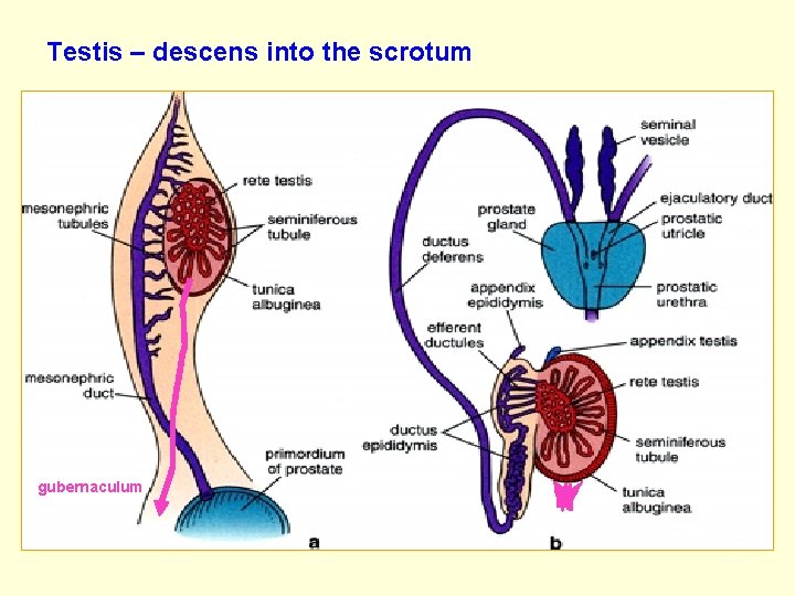 Testis – descens into the scrotum gubernaculum 